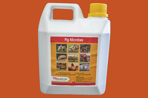 Pig Microbes 1L
