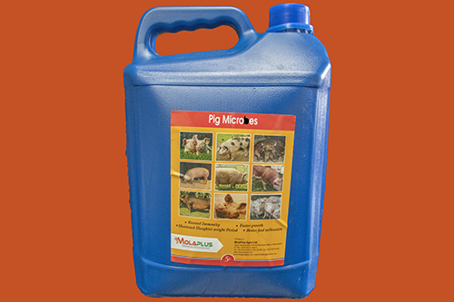 Pig Microbes 5L